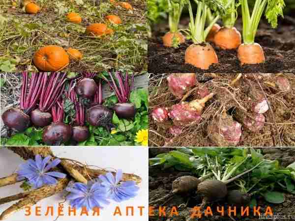 Продукты для здоровья из сада и огорода alt="Продукты для здоровья"